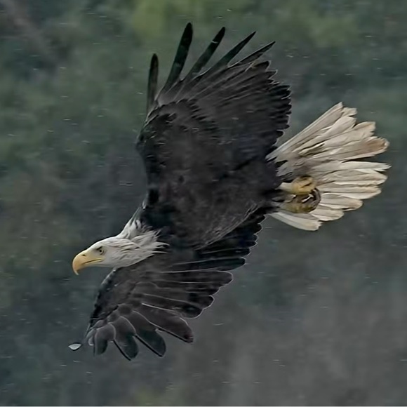 Meet your Posher, Shaina - Picture 1 of 2